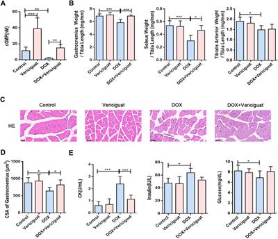 Stimulation of soluble guanylate cyclase by vericiguat reduces skeletal muscle atrophy of mice following chemotherapy